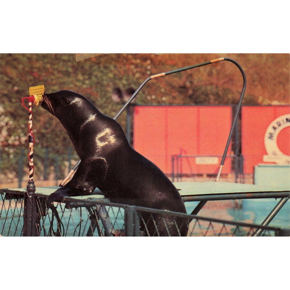 Marineland Pacific Sea Lion Seal Circus Chrome Postcard 1963 Mirro-Krome GW-59-A - Picture 1 of 2